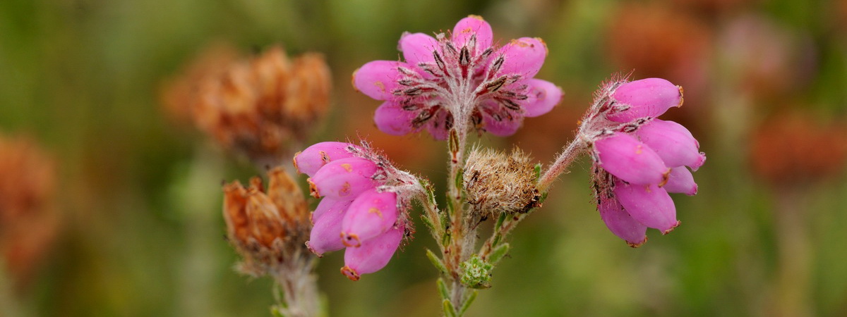 Salix Ecology